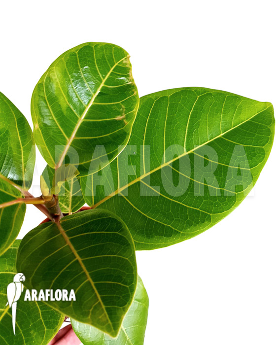 Ficus altissima var &lsquo;Starter&rsquo;