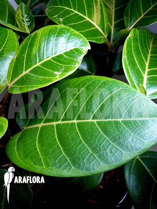 Ficus altissima var &lsquo;Starter&rsquo;