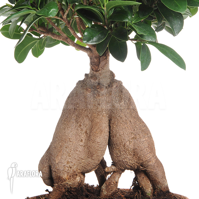 Ficus microcarpa &lsquo;Ginseng&rsquo; &lsquo;L&rsquo;