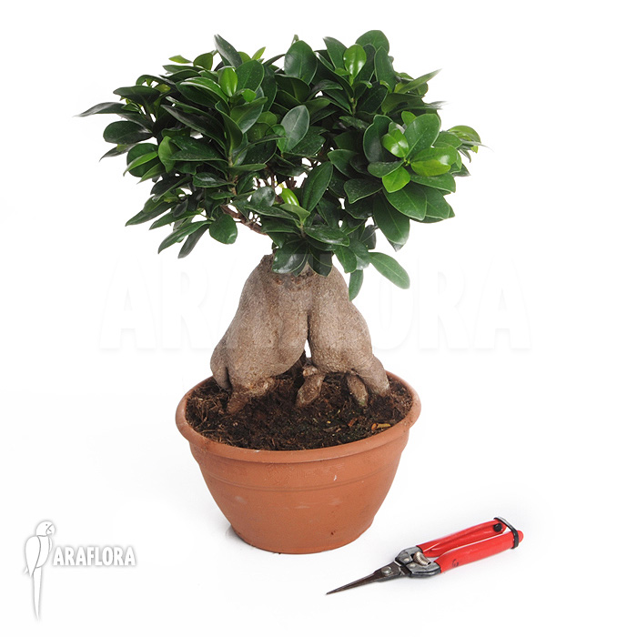 Ficus microcarpa &lsquo;Ginseng&rsquo; &lsquo;L&rsquo;