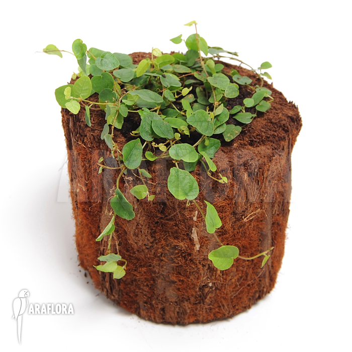 Ficus pumila &lsquo;S&rsquo;