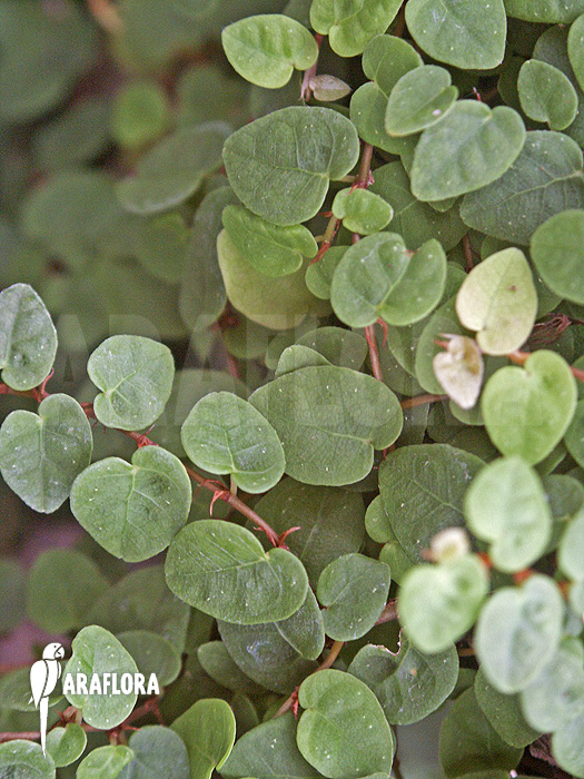Ficus pumila &lsquo;S&rsquo;