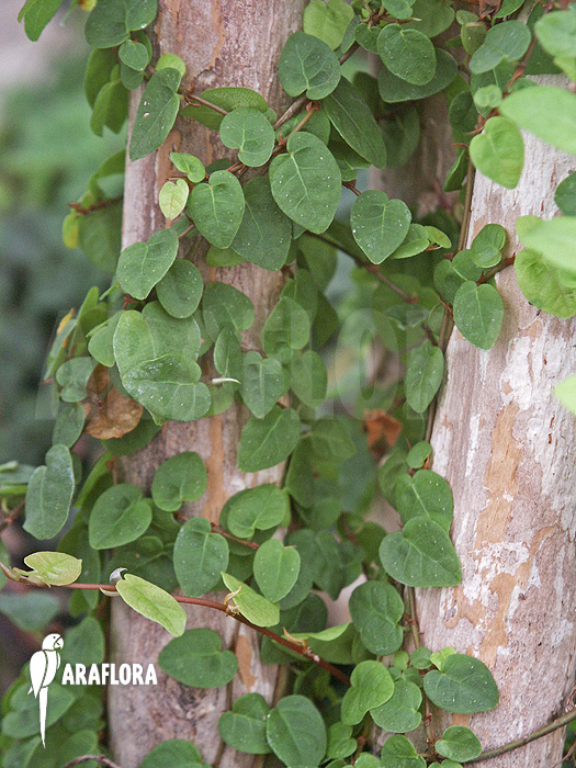 Ficus pumila &lsquo;S&rsquo;