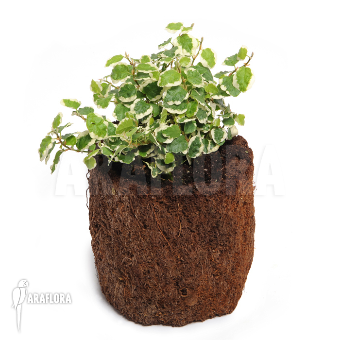 Ficus pumila &lsquo;Sunny&rsquo; &lsquo;S&rsquo;