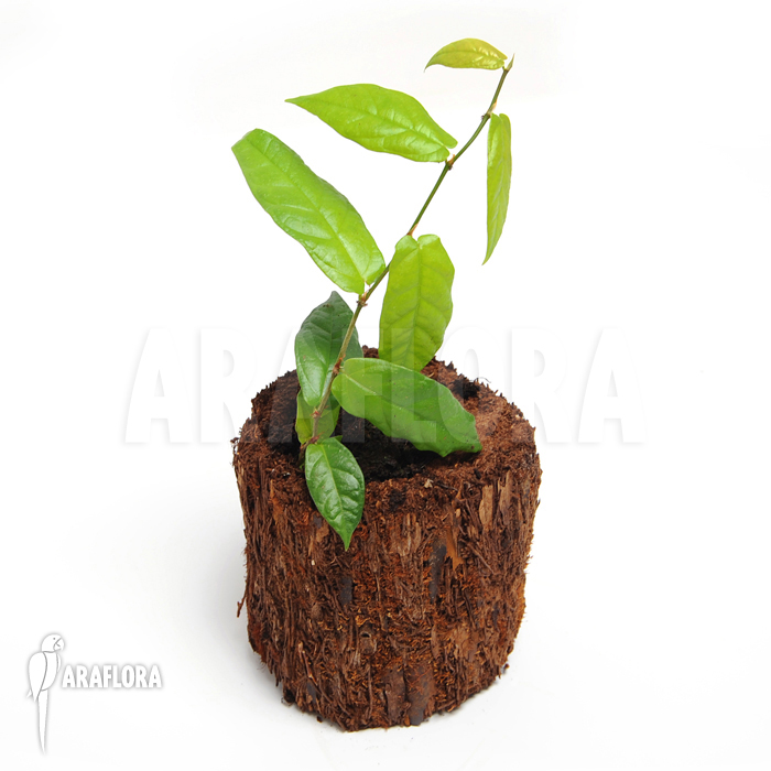 Ficus sagittata &lsquo;S&rsquo;