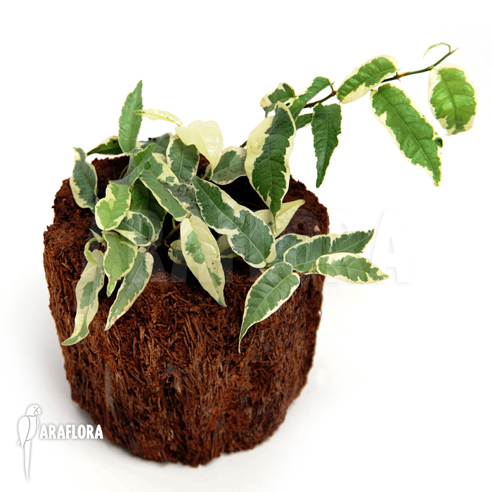 Ficus sagittata &lsquo;Variagated&rsquo;