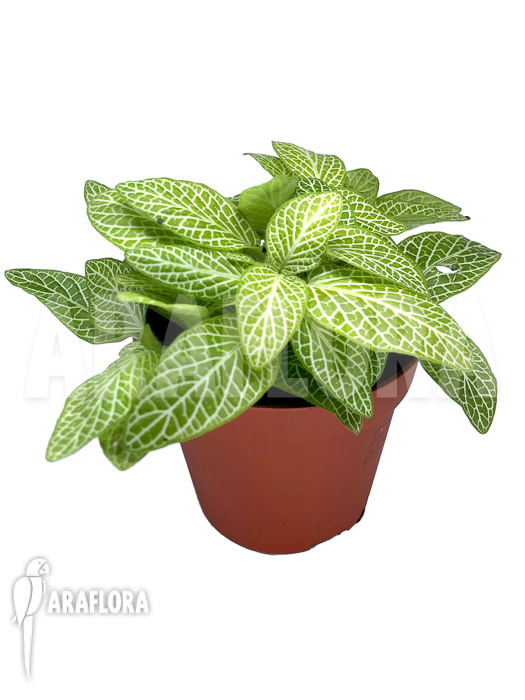Fittonia &lsquo;joly lemon&rsquo;