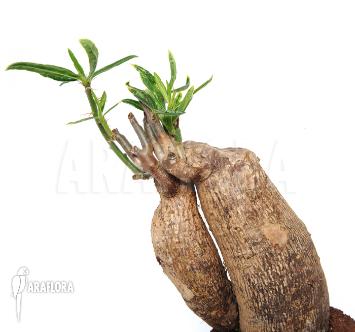 Fockea edulis &lsquo;M&rsquo;