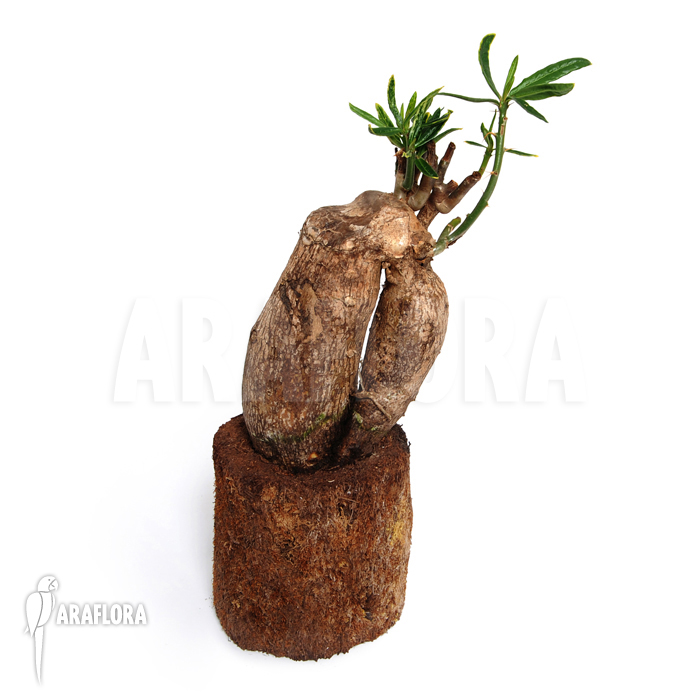 Fockea edulis &lsquo;M&rsquo;