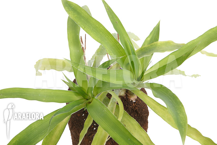 Fosterella penduliflora