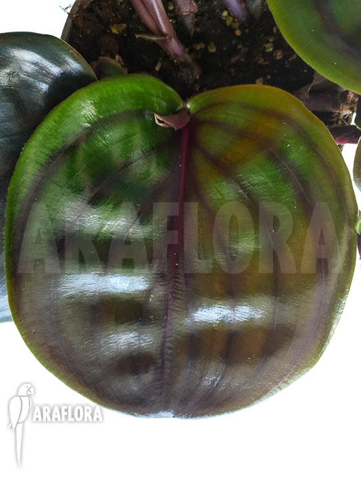 Geogenanthus ciliatus