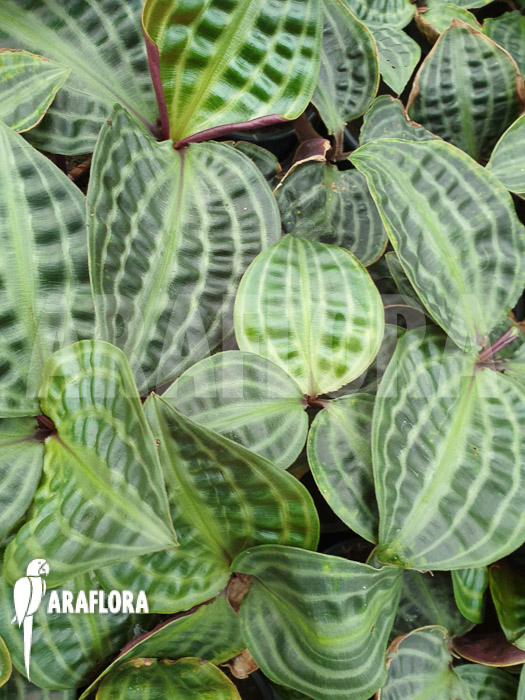 Geogenanthus poeppigii