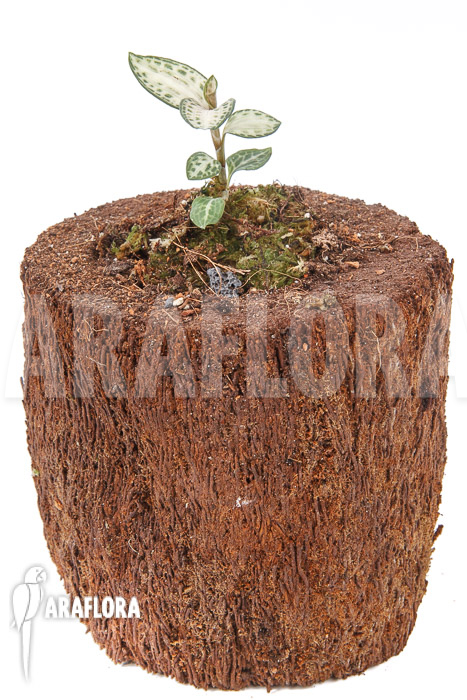 Goodyera schlechtendaliana var &lsquo;Nishikiran Japan&rsquo;