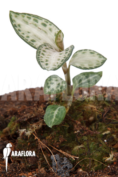 Goodyera schlechtendaliana var &lsquo;Nishikiran Japan&rsquo;