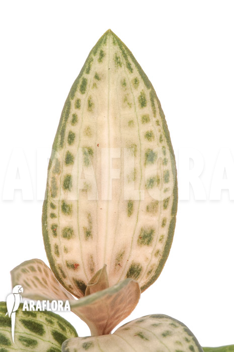 Goodyera schlechtendaliana var &lsquo;Nishikiran Japan&rsquo;