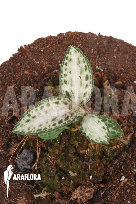 Goodyera schlechtendaliana var &lsquo;Nishikiran Japan&rsquo;