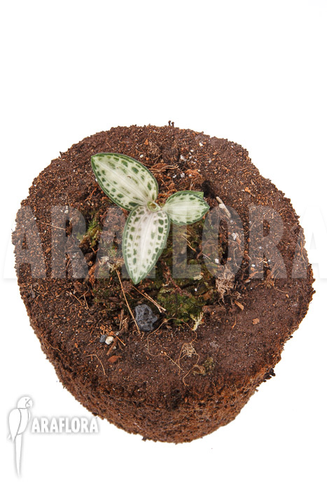 Goodyera schlechtendaliana var &lsquo;Nishikiran Japan&rsquo;