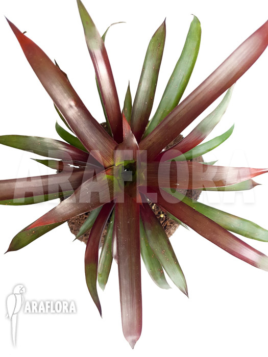 Guzmania x Revolution