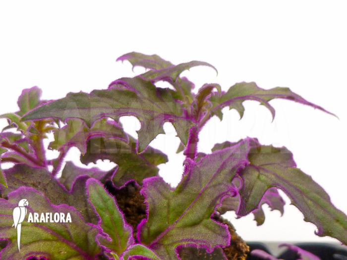 Gynura aurantiaca &lsquo;L&rsquo;