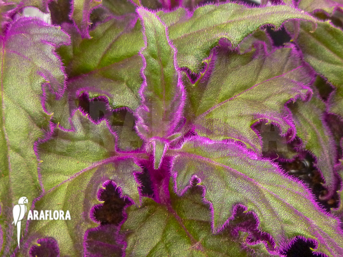 Gynura aurantiaca &lsquo;L&rsquo;