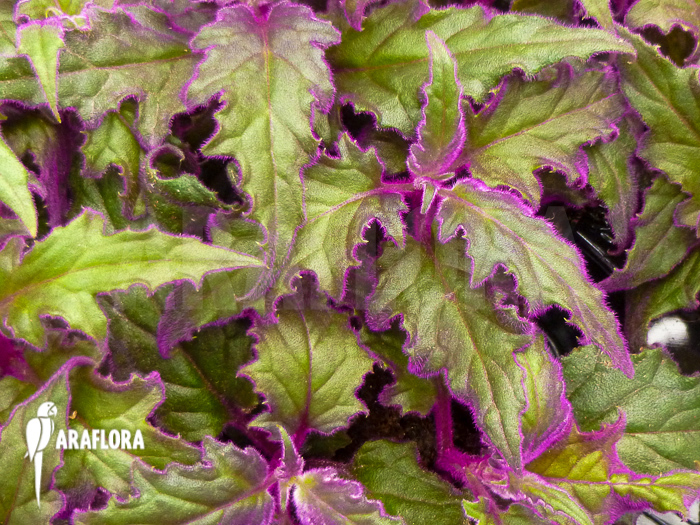 Gynura aurantiaca &lsquo;L&rsquo;