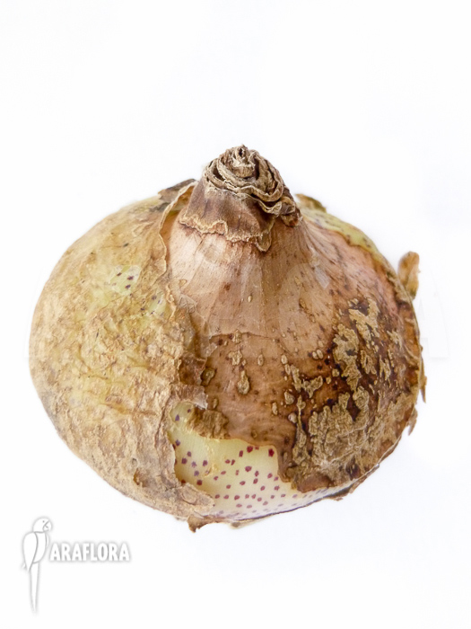 Haemanthus multiflorus flower