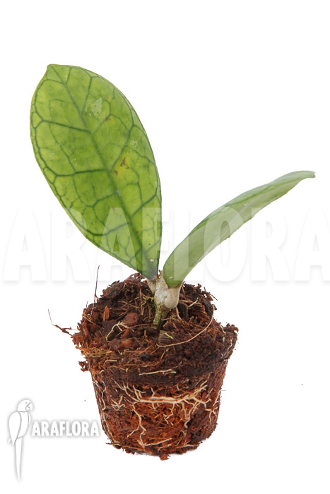 Hoya finlaysonii Rp099 &lsquo;S&rsquo;