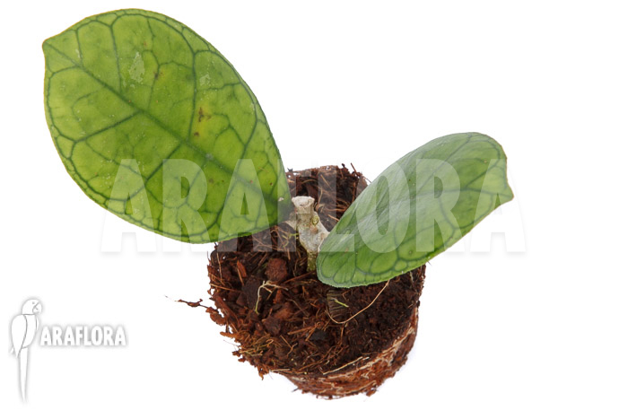 Hoya finlaysonii Rp099 &lsquo;S&rsquo;