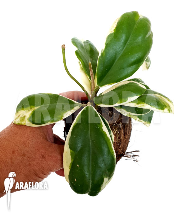 Hoya sp variagated