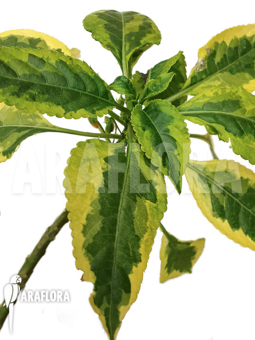 Impatiens niamniamensis variegata