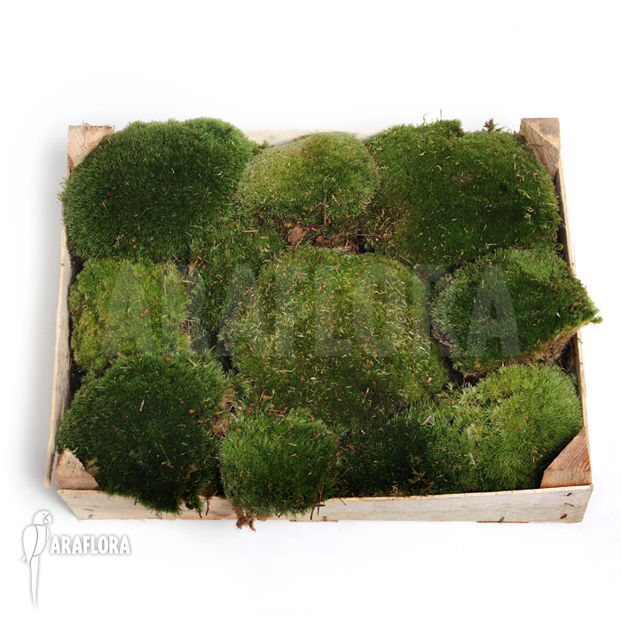 Leucobryum-glaucum-cradle-(Cushion-moss)-1