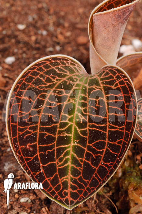 Macodes sanderiana x limii