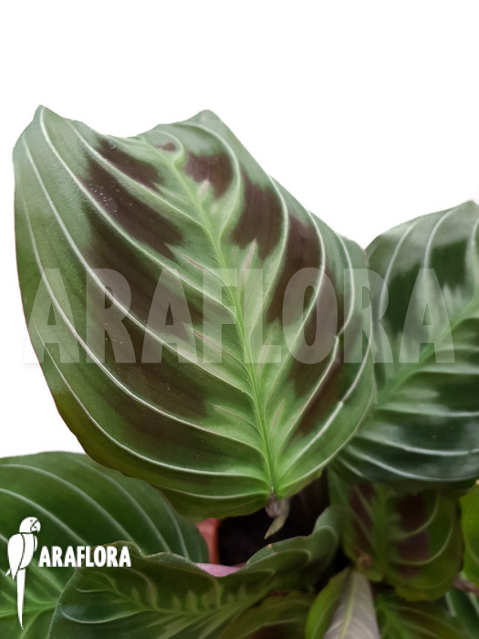 Maranta leuconeura var &lsquo;Dark&rsquo;