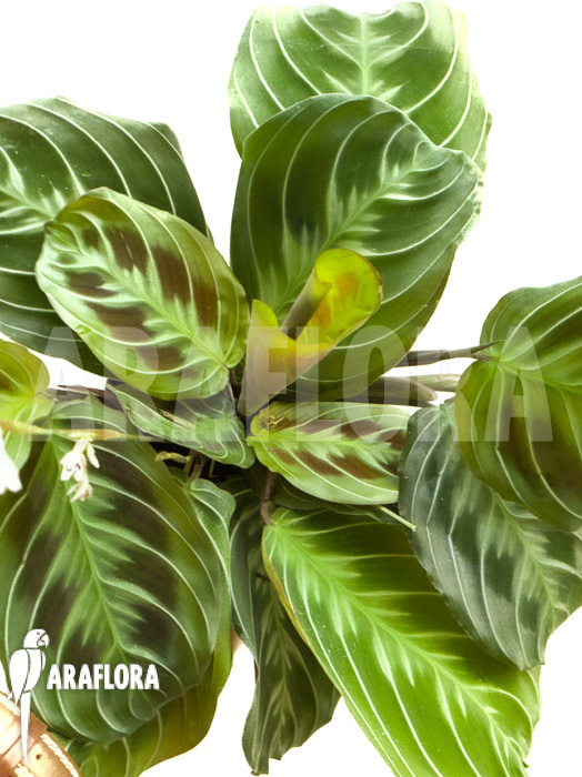 Maranta leuconeura var &lsquo;Dark&rsquo;