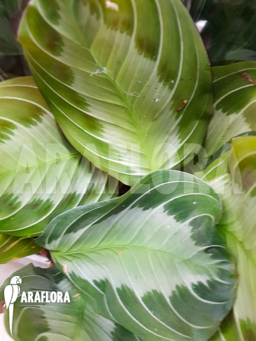 Maranta leuconeura var &lsquo;Grey&rsquo;