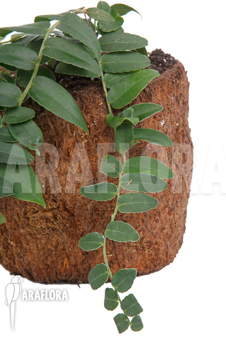 Marcgravia species &lsquo;Colombia&rsquo;