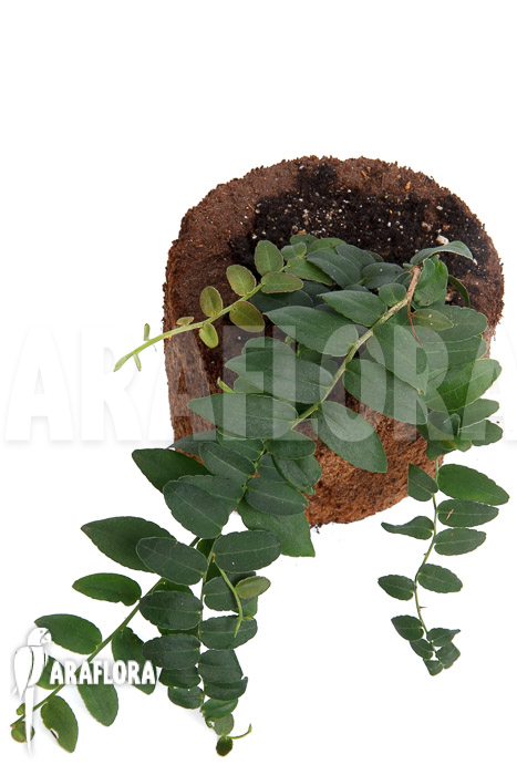 Marcgravia species &lsquo;Colombia&rsquo;