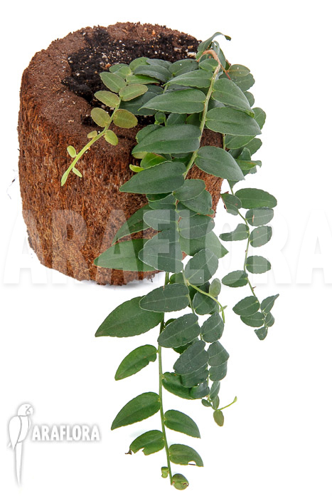 Marcgravia species &lsquo;Colombia&rsquo;