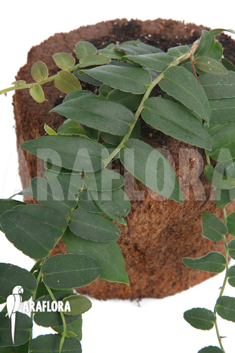 Marcgravia species &lsquo;Colombia&rsquo;