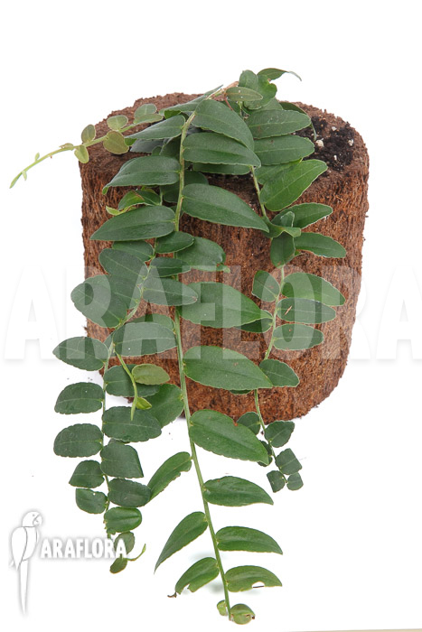 Marcgravia species &lsquo;Colombia&rsquo;