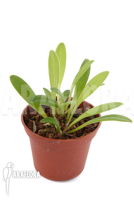 Masdevallia wendlandiana