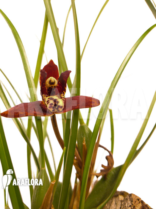 Maxillaria tenuifolia &lsquo;on cork&rsquo;