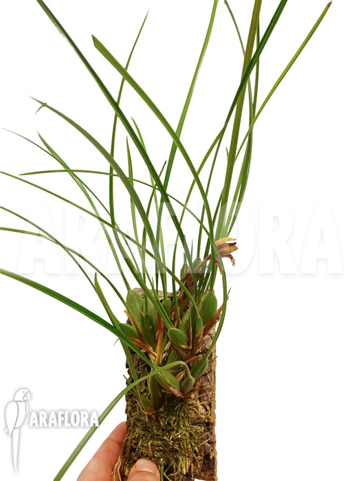 Maxillaria tenuifolia &lsquo;on cork&rsquo;