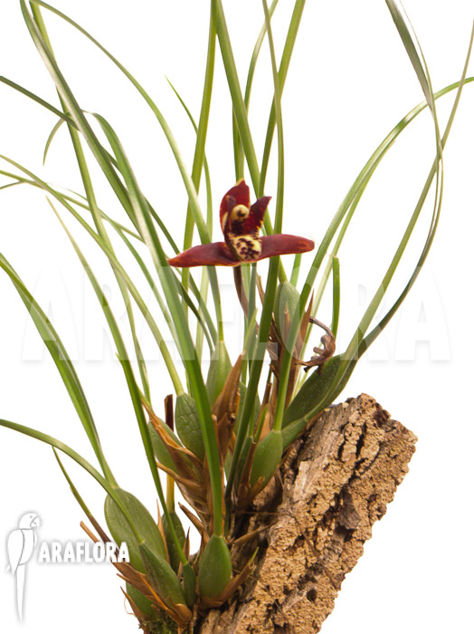 Maxillaria tenuifolia &lsquo;on cork&rsquo;