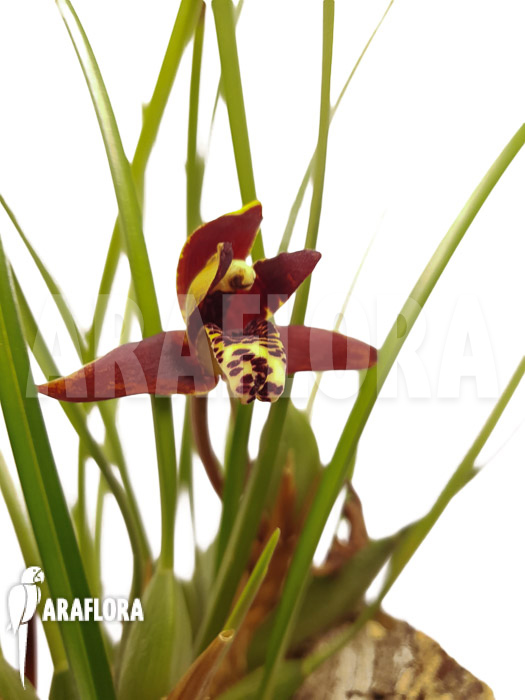 Maxillaria tenuifolia &lsquo;on cork&rsquo;