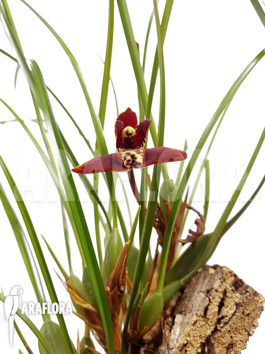 Maxillaria tenuifolia &lsquo;on cork&rsquo;