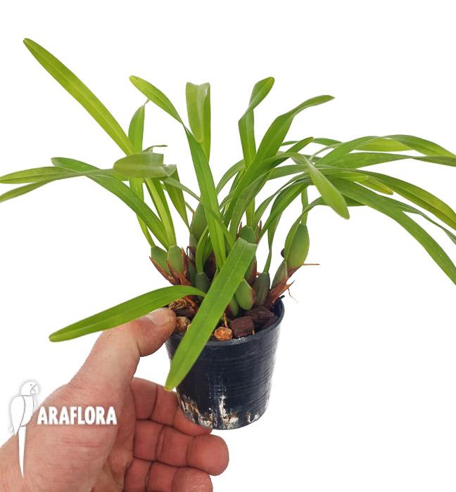 Maxillaria variabilis2