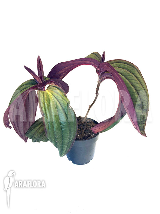 Medinilla x &lsquo;Gregori Hambali&rsquo;