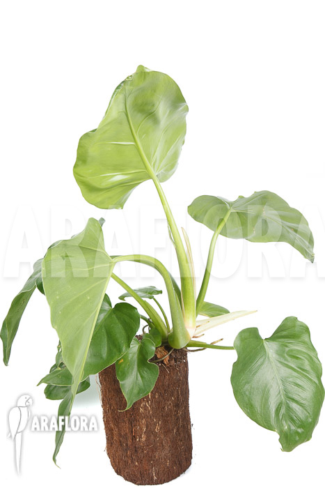 Monstera gigantea