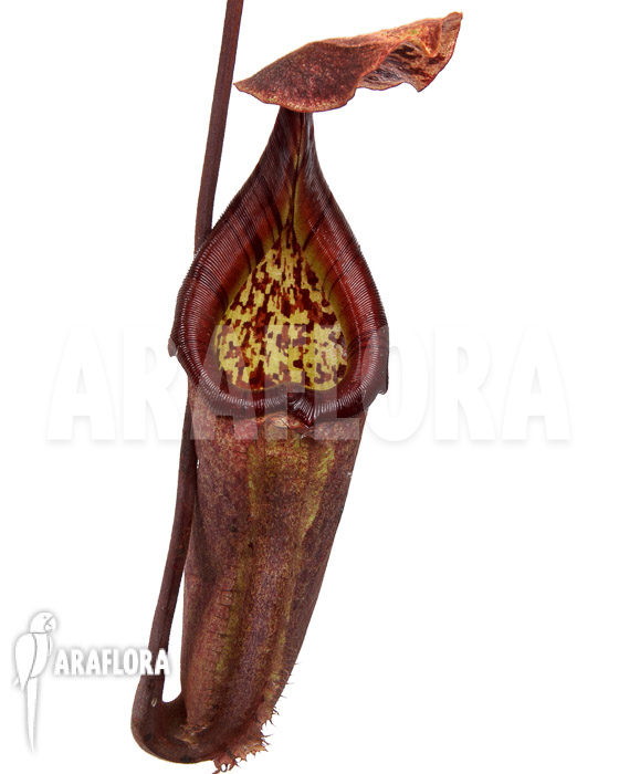Nepenthes maxima dark x truncata